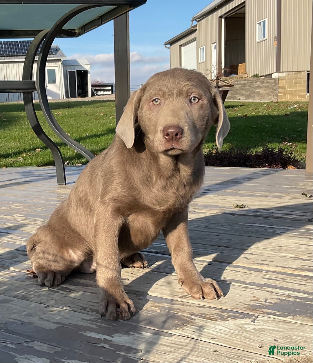 Labrador Retriever dogs for sale: Sara - Ad 1