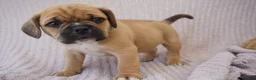 Puggle dogs for sale: Bunny - Ad 3