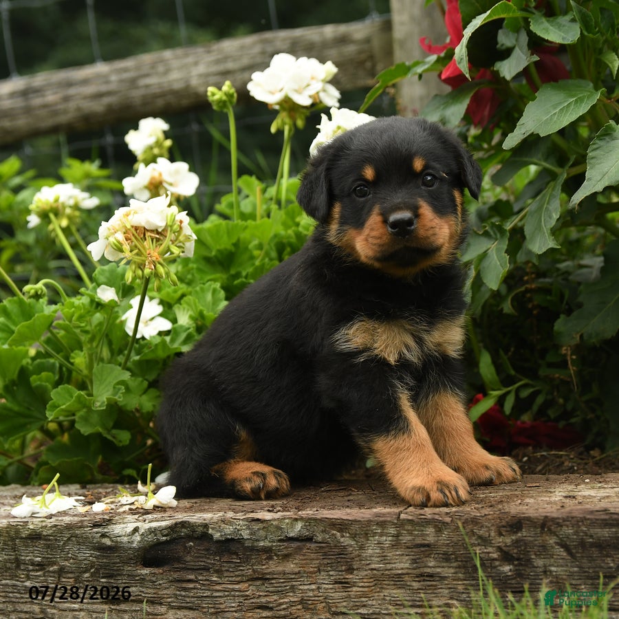 Rottweiler dogs Mary - Ad 1