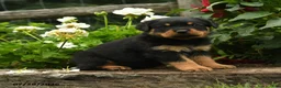 Rottweiler dogs for sale: Mary - Ad 1