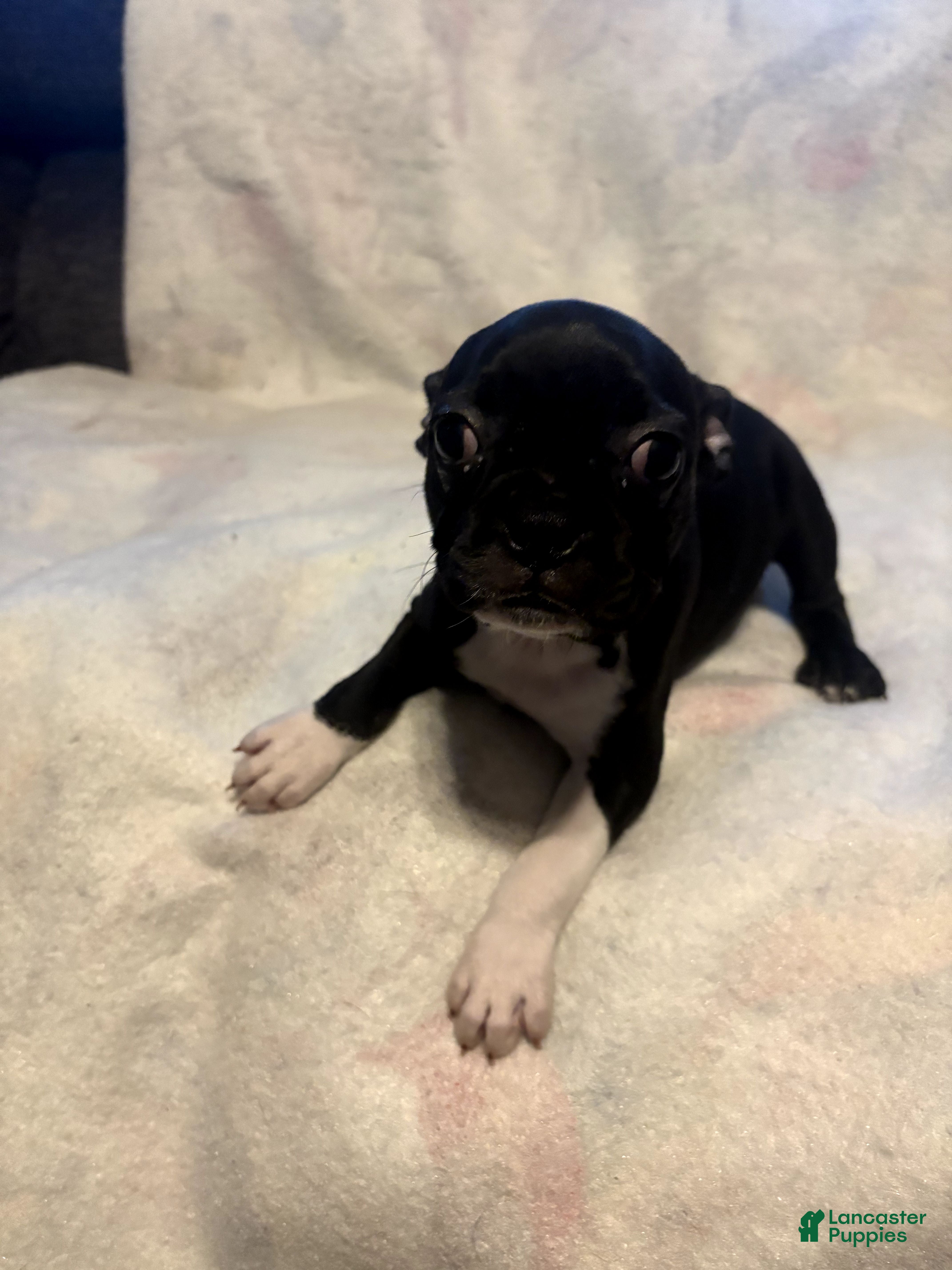 Boston Terrier dogs Fern - Ad 1