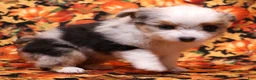 Toy Australian Shepherd dogs for sale: Layla blue eyed tiny blue merle f - Ad 3