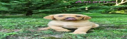 Labrador Retriever dogs for sale: America - Ad 5