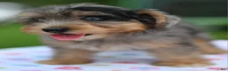 Yorkiepoo dogs for sale: Sapphire blue eyes  - Ad 5