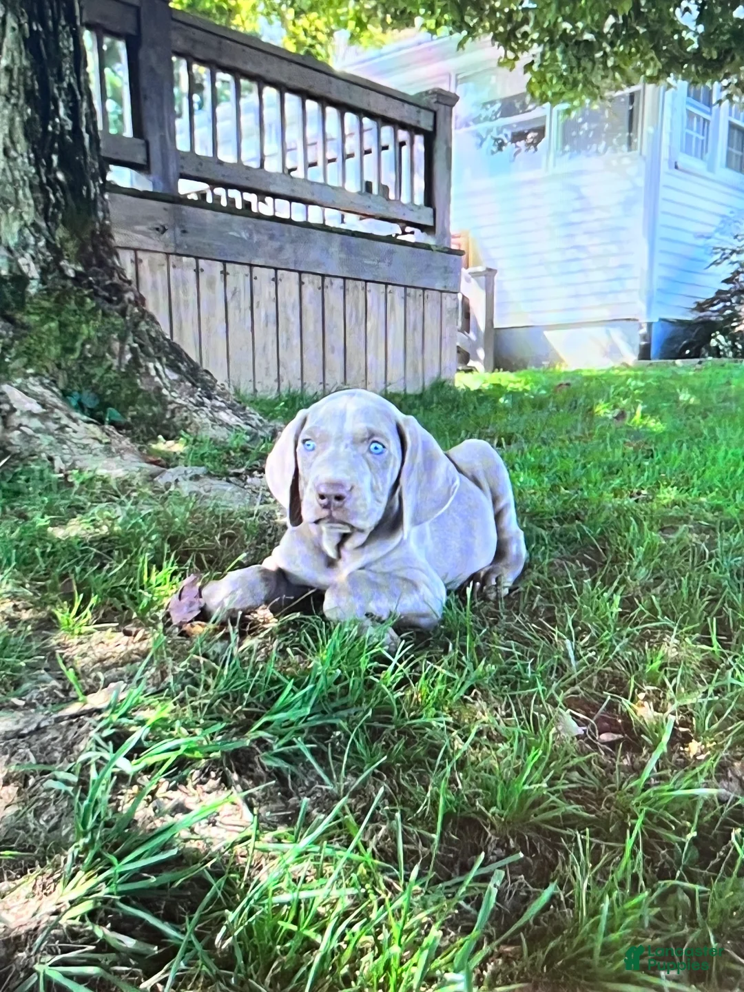 Weimaraner dogs for sale: Boy 1 - Ad 1