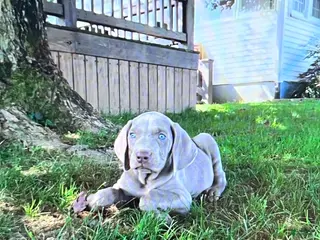 Weimaraner dogs Boy 1 - Ad 3