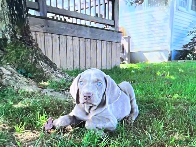 Weimaraner dogs Boy 1 - Ad 6