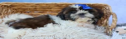 Shih Tzu dogs for sale: RANDY - Ad 1