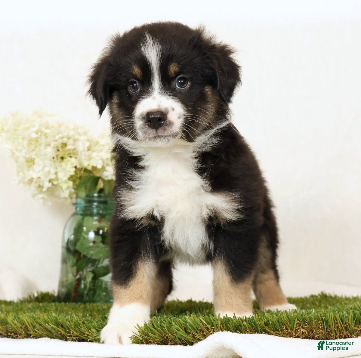 Miniature Australian Shepherd dogs Lily - Ad 1