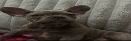 French Bulldog dogs for sale: Charlotte - Ad 18