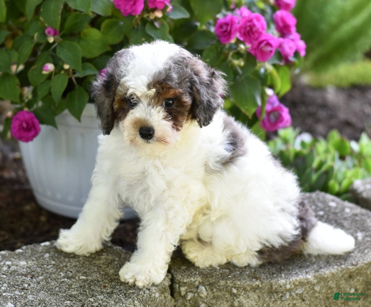 Miniature Poodle dogs Denver - Ad 2