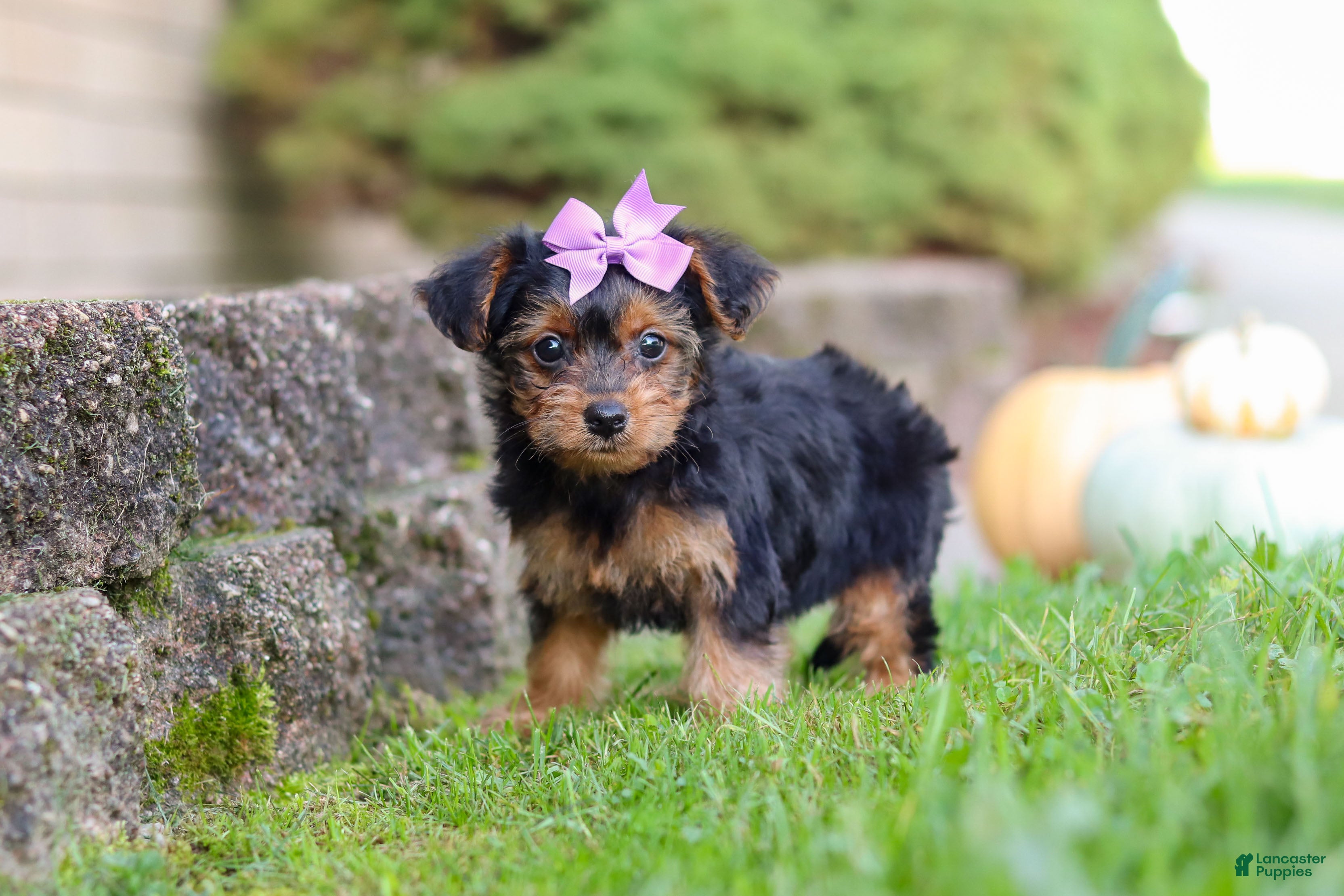 Yorkiepoo dogs Poppy - Ad 1
