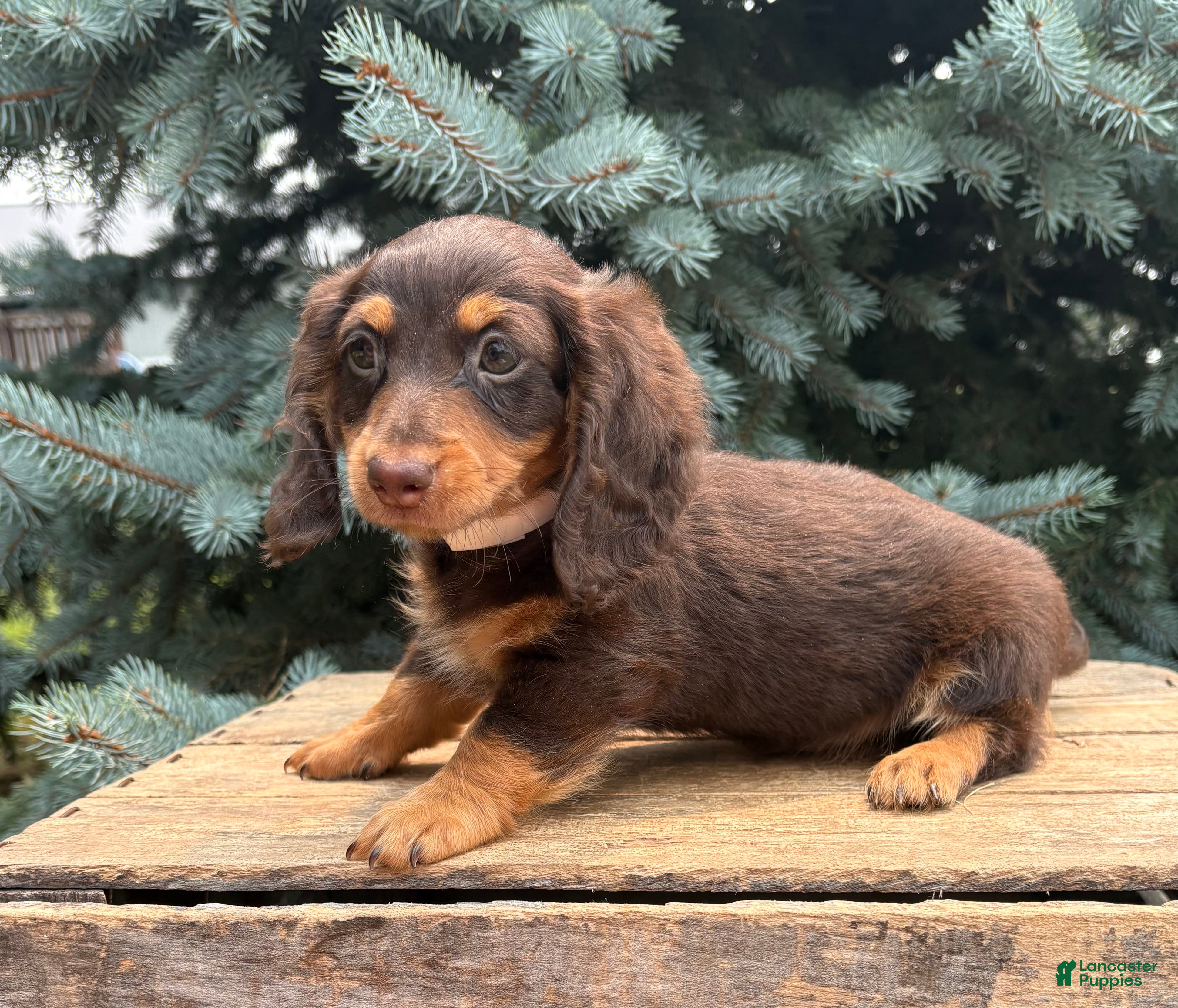 Dachshund dogs Ollie - Ad 1
