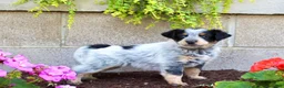Australian Cattle Dog dogs for sale: Beauty - Ad 3