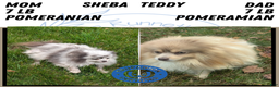 Pomeranian dogs for sale: Yogi  - Ad 10