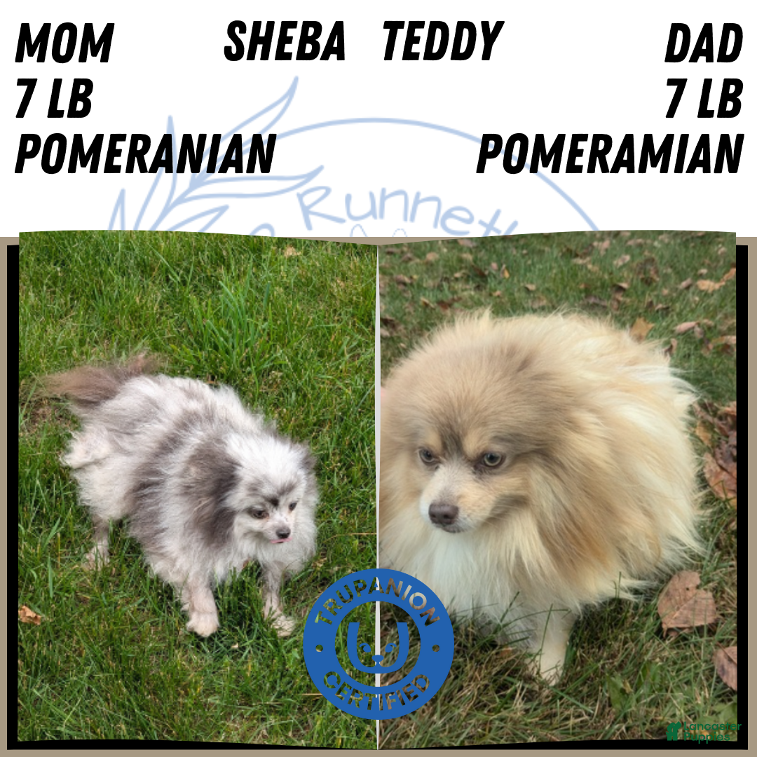 Pomeranian dogs for sale: Yogi  - Ad 10