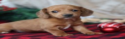 Miniature Dachshund dogs for sale: Sage - Ad 11
