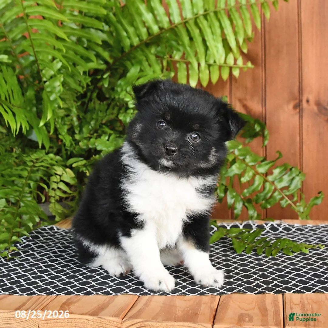 Mixed Breed dogs for sale: Pearl - Ad 2