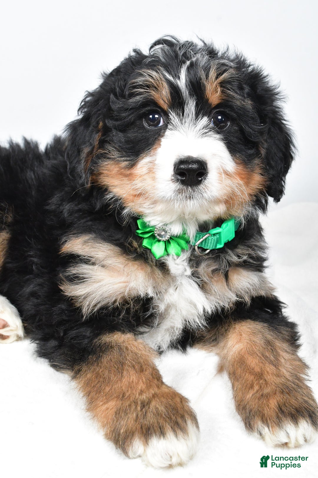 Mini Bernedoodle dogs for sale: Annabell - Ad 3