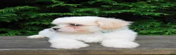 Teddy Bear dogs for sale: Romeo  - Ad 3