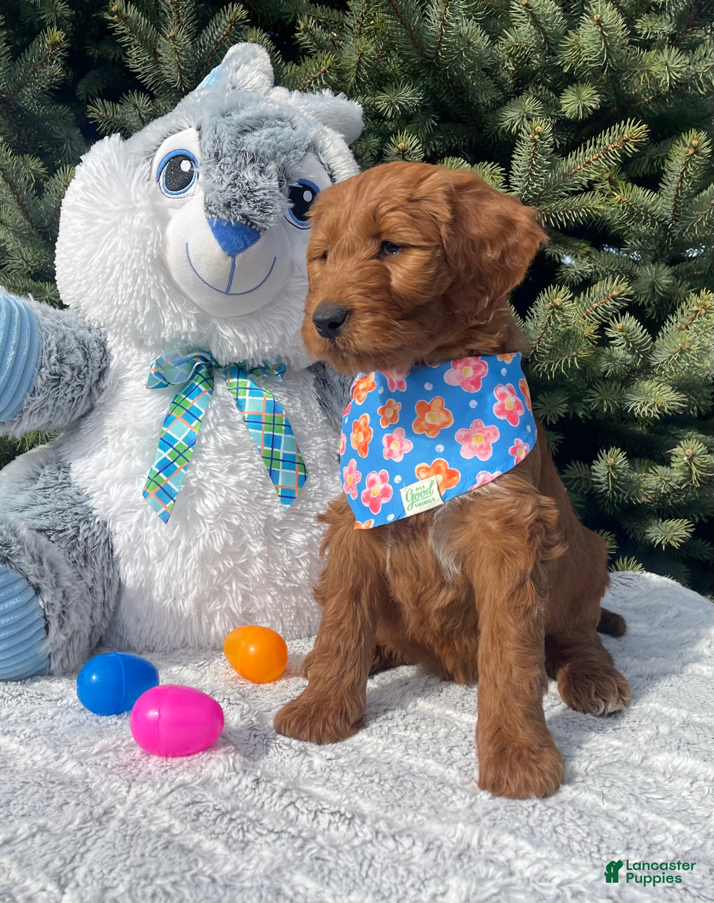 Goldendoodle dogs Fern  - Ad 2