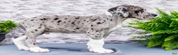Great Dane dogs for sale: Zander - Ad 7