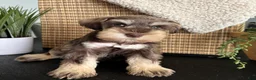 Miniature Schnauzer dogs for sale: Chai - Ad 4