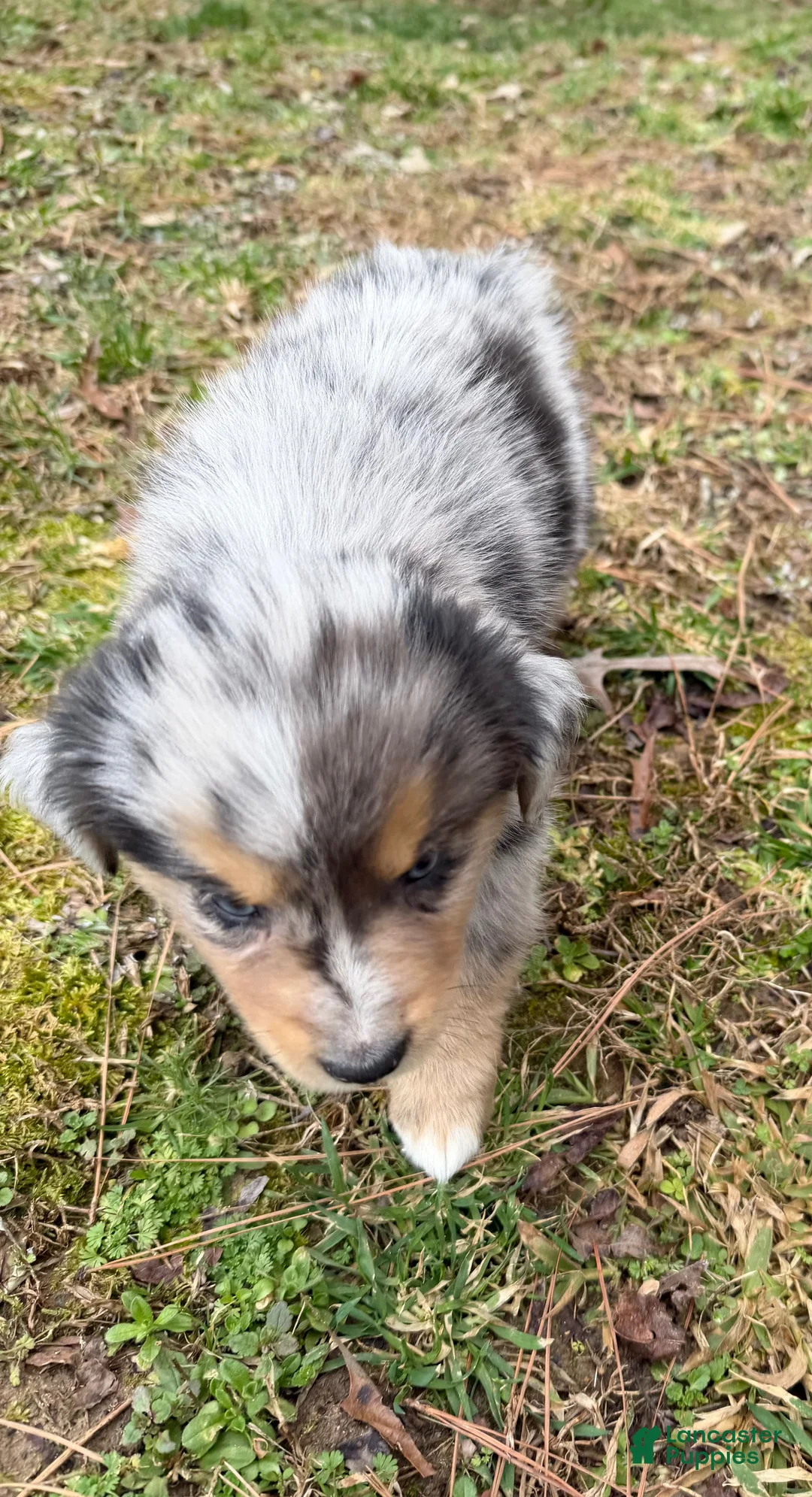 Australian Shepherd dogs for sale: Sammy - Ad 2