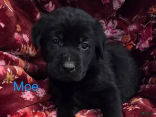Labrador Retriever dogs Moe - Ad 23