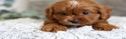 Cavapoo dogs for sale: Elliot - Ad 5