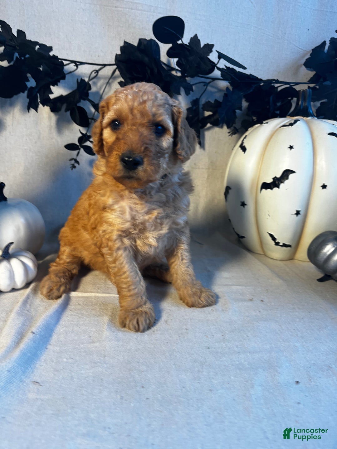 Goldendoodle dogs for sale: Dark Green- Little Dan - Ad 4