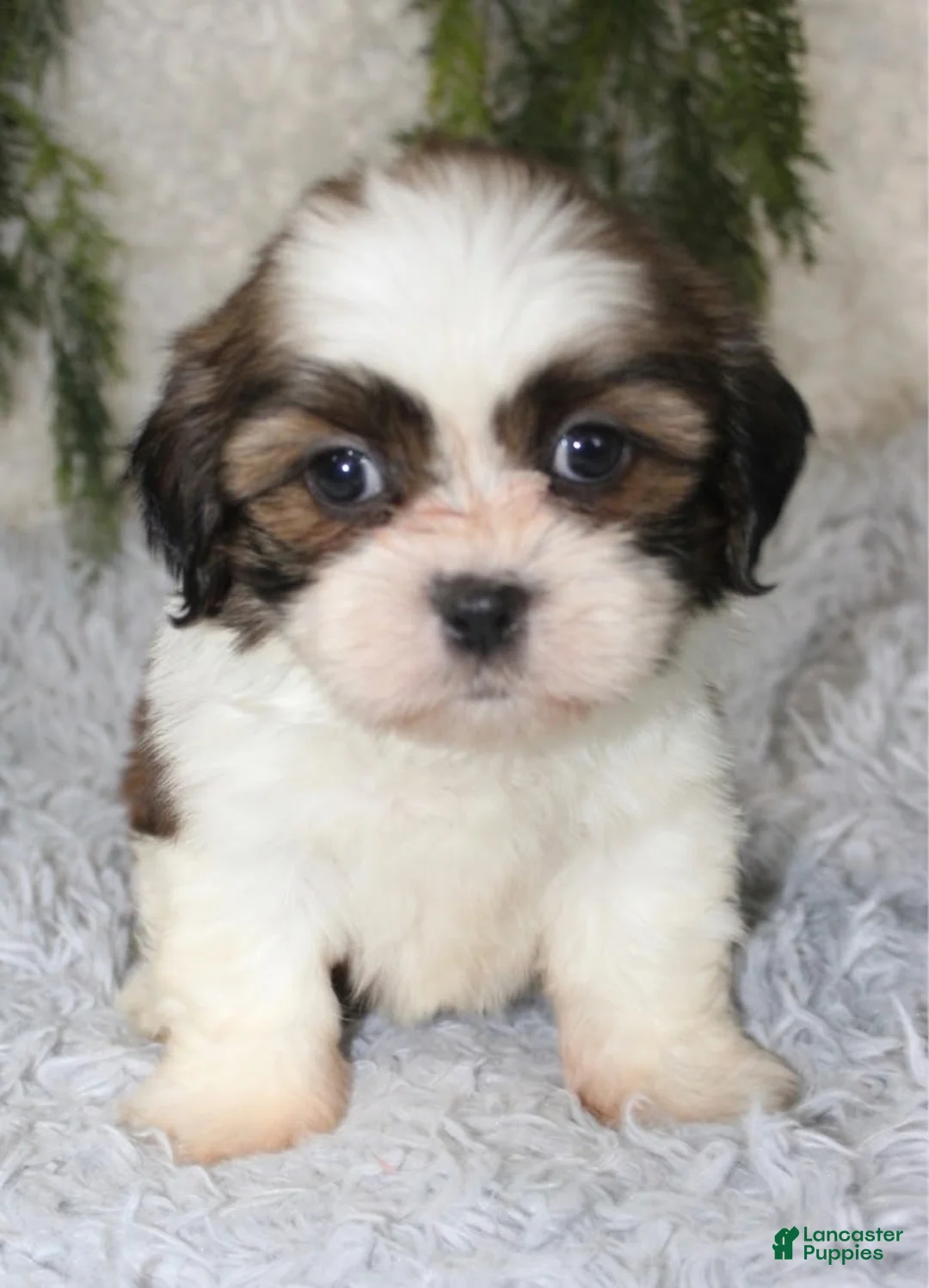 Shih Tzu dogs for sale: Shih Tzu 1 - Ad 3