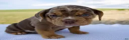 Beabull dogs for sale: Sadie - Ad 5