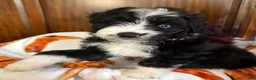 Aussiedoodle dogs for sale: Ol’ Red (Red) - Ad 5