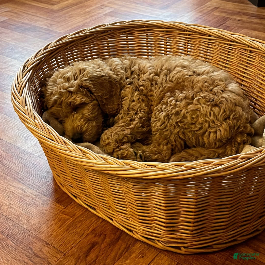 Goldendoodle dogs for sale: Roscoe  (Multi-gen🐕) - Ad 1