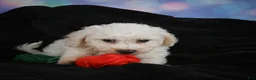 Bichon Frise dogs for sale: Jimmy - Ad 13
