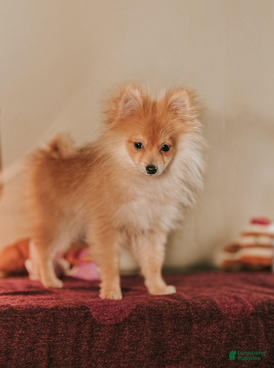 Pomeranian dogs for sale: Luxio - Ad 1