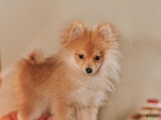 Pomeranian dogs Luxio - Ad 11