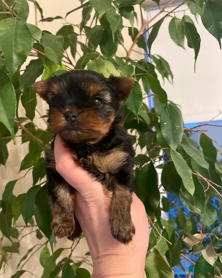 Yorkshire Terrier dogs Kayla  - Ad 13