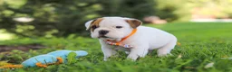 Beabull dogs for sale: Banjo - Ad 5