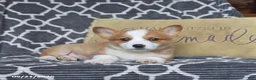 Welsh Corgi Pembroke dogs for sale: Happy - Ad 3
