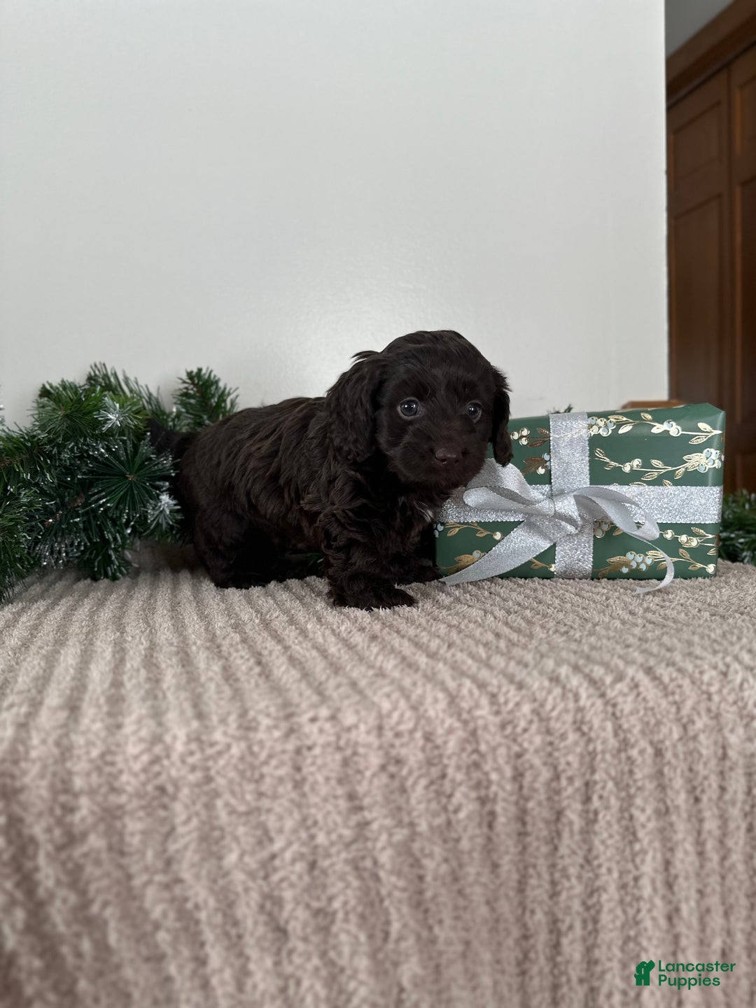 Mixed Breed dogs for sale: Rudolph - Ad 2