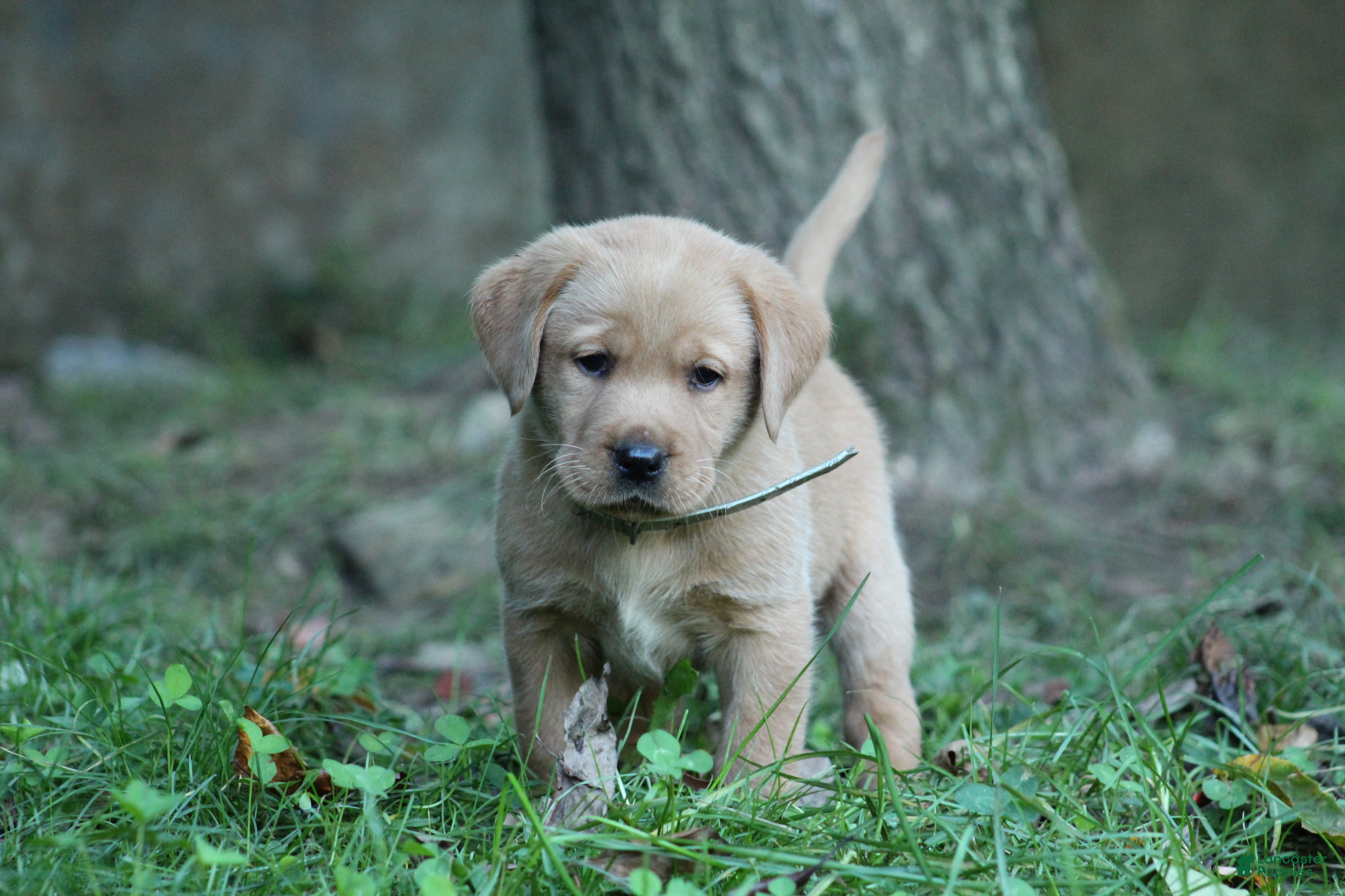 Labrador Retriever dogs Rex - Ad 1