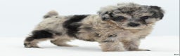 Toy Poodle dogs for sale: Blue merle female toy poodle  - Ad 4