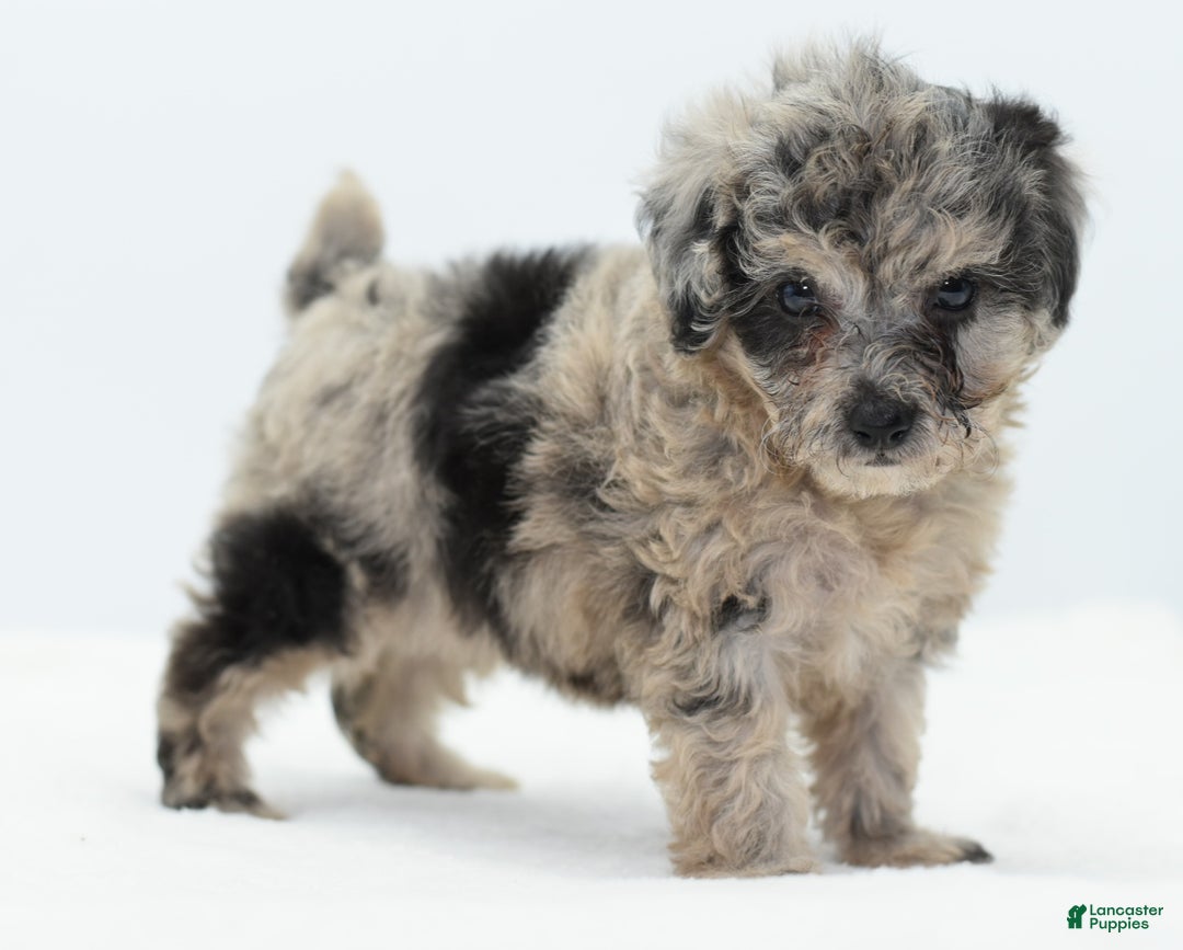 Toy Poodle dogs for sale: Blue merle female toy poodle  - Ad 4