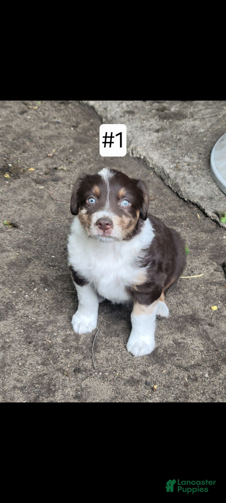 Australian Shepherd dogs Australian Shepherd 1 - Ad 1