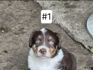 Australian Shepherd dogs for sale: Australian Shepherd 1 - Ad 4
