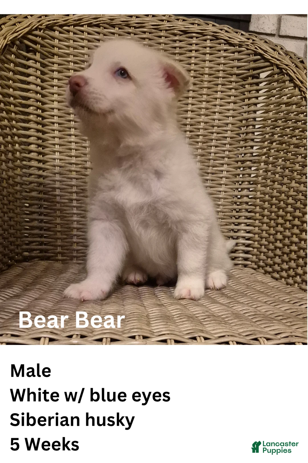 Siberian Husky dogs for sale: Bear Bear  - Ad 2