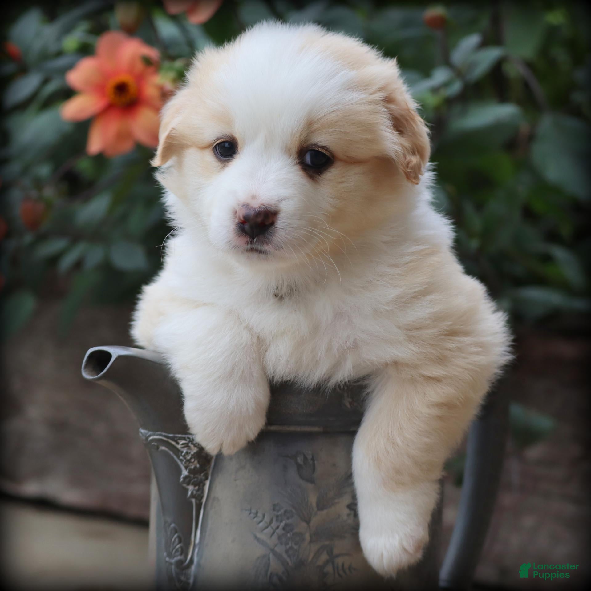 Miniature Australian Shepherd dogs Banjo - Ad 1