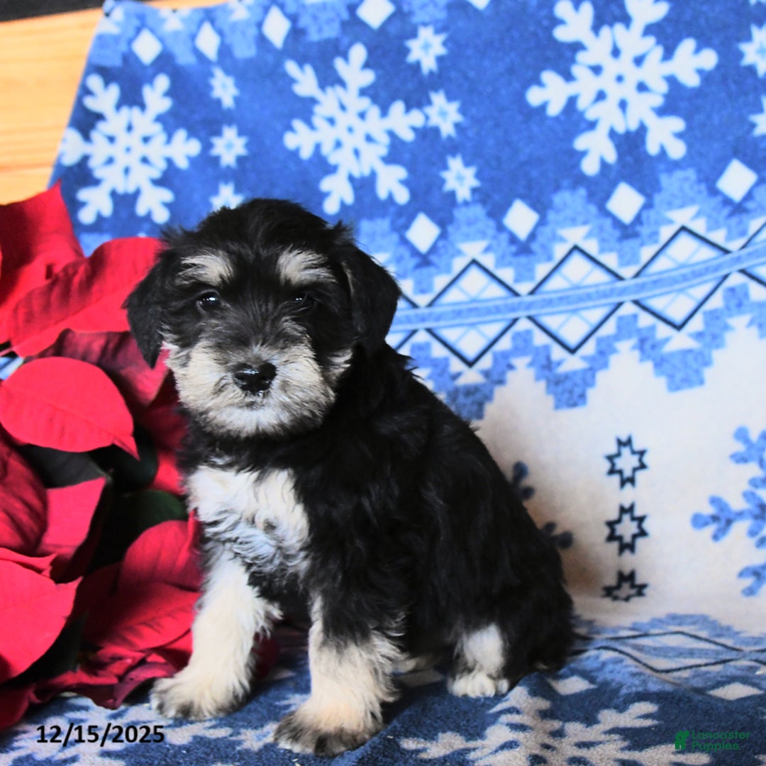 Miniature Schnauzer dogs for sale: Oscar - Ad 2